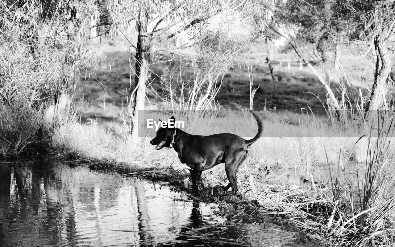 DOG STANDING ON A LAKE