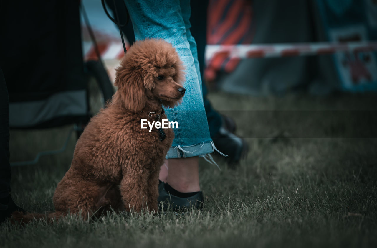 Low section of dog standing on field