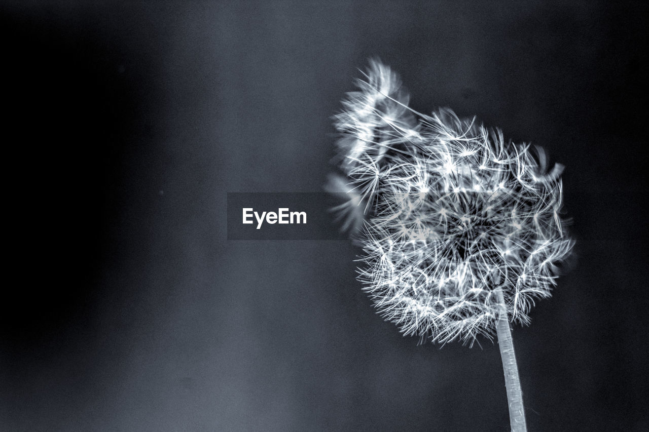 black and white, flower, monochrome photography, dandelion, macro photography, plant, flowering plant, monochrome, fragility, close-up, beauty in nature, freshness, nature, white, no people, flower head, inflorescence, growth, leaf, black, dandelion seed, darkness, softness, focus on foreground, studio shot, plant stem, outdoors