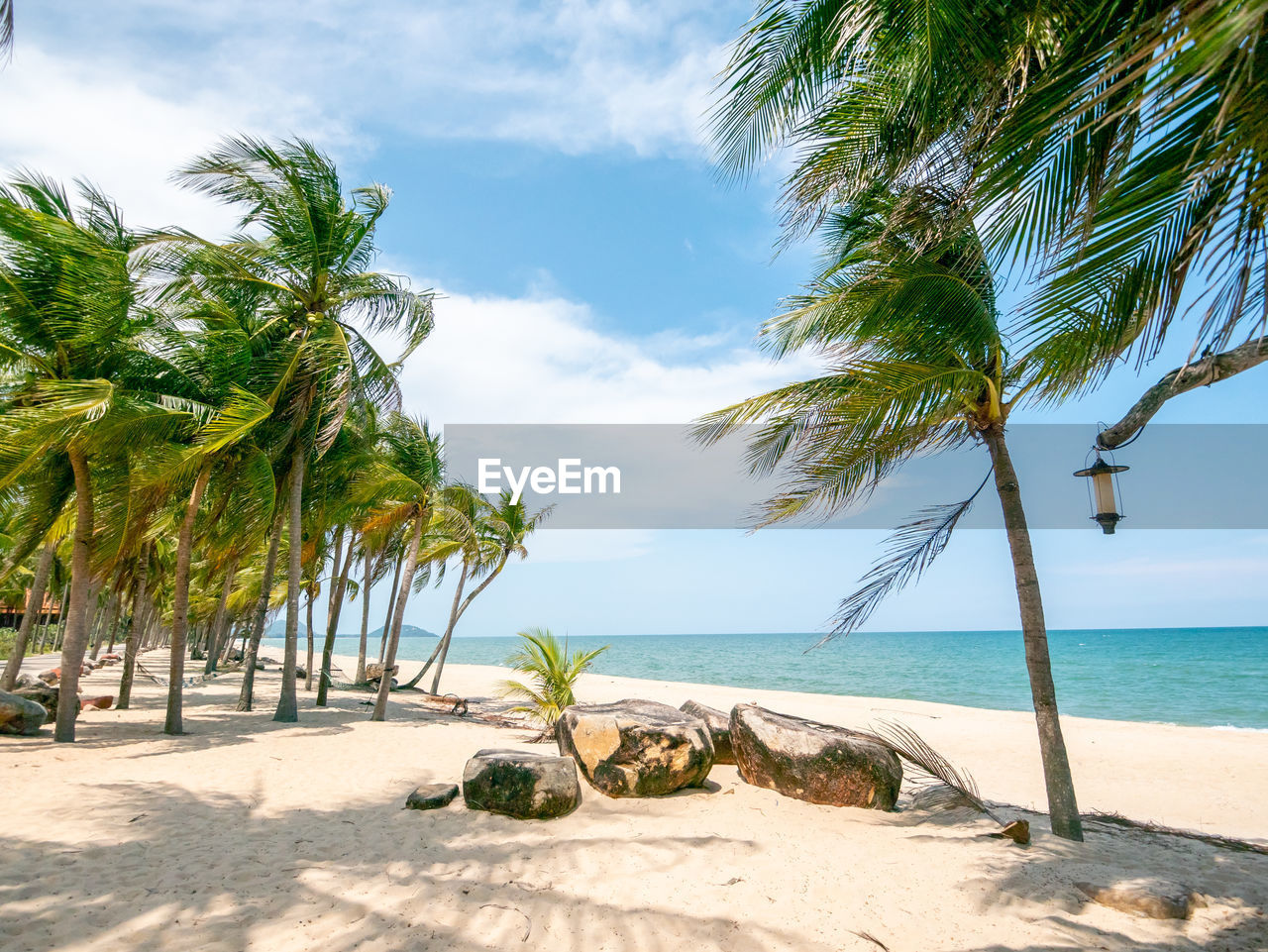 Palm trees on beach against sky