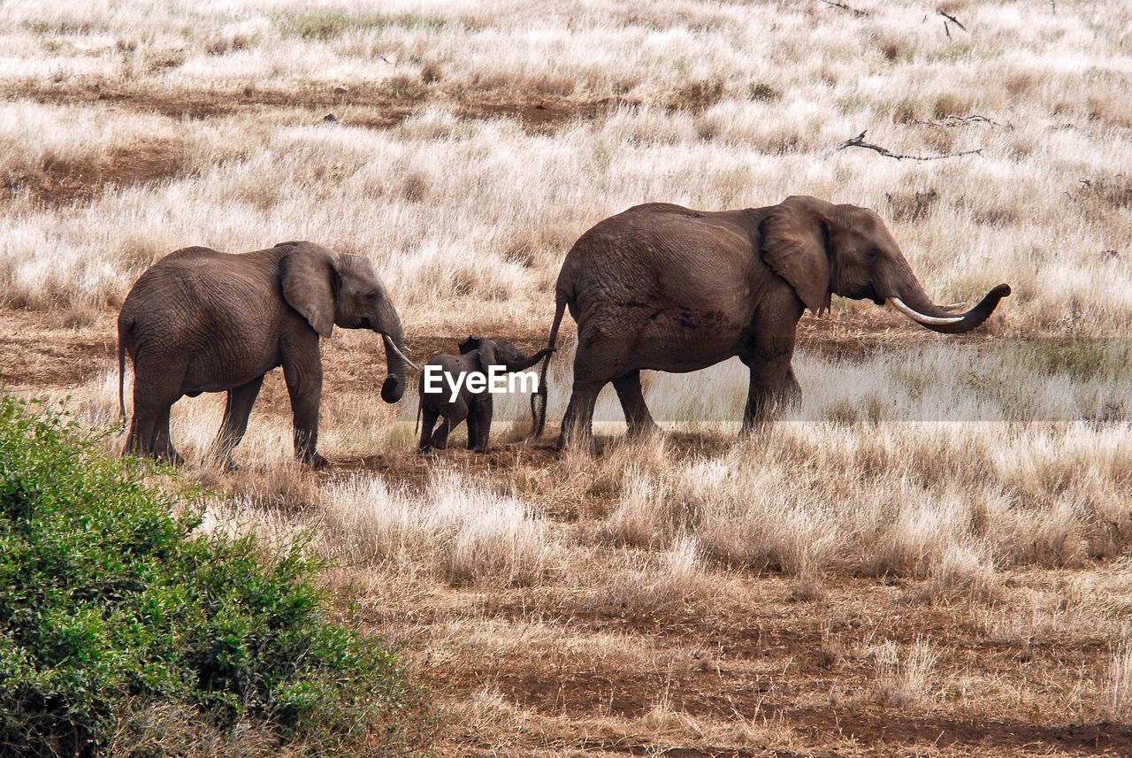 Elephant family on grassland during sunny day