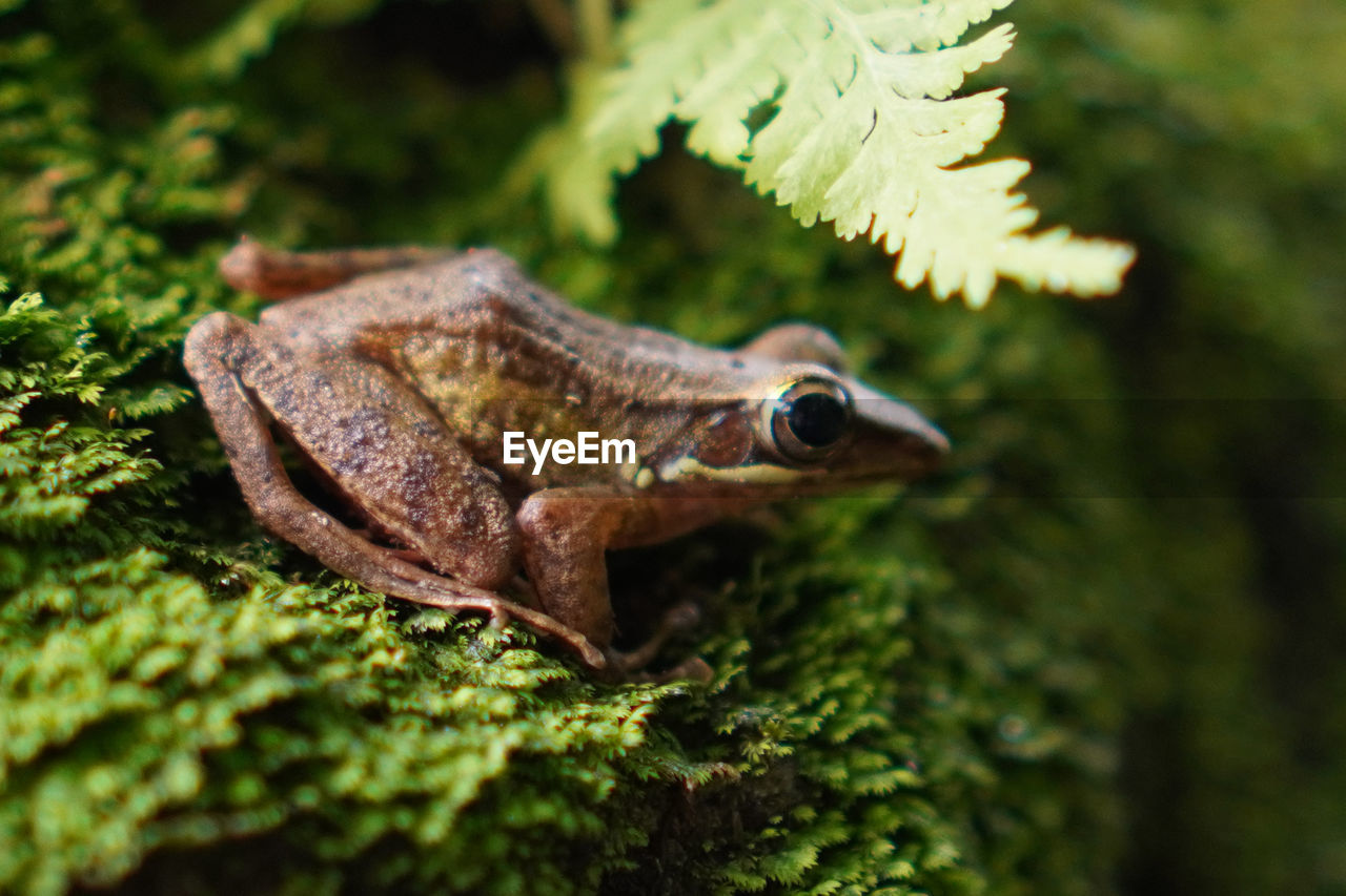 Close-up of frog