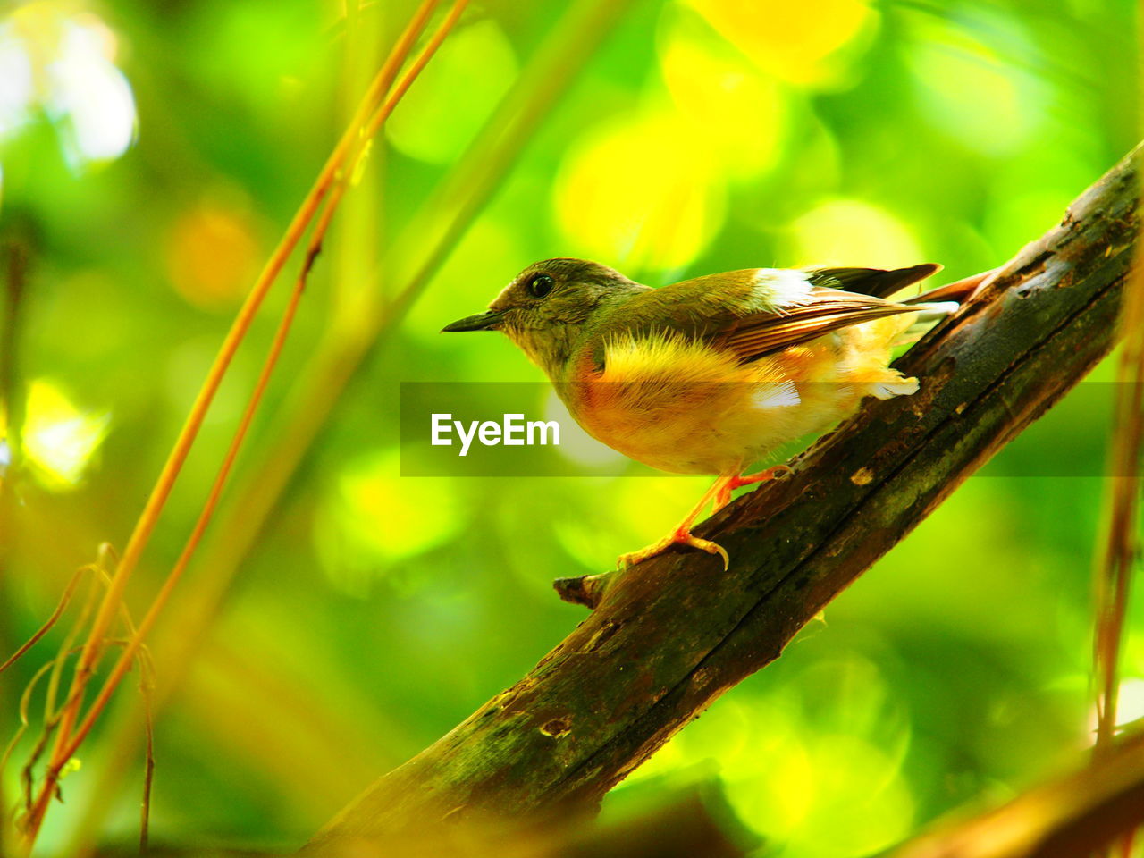 CLOSE-UP OF A BIRD PERCHING ON A BRANCH