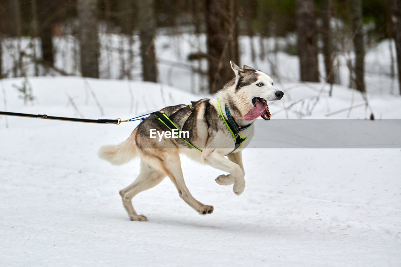 DOG RUNNING IN SNOW