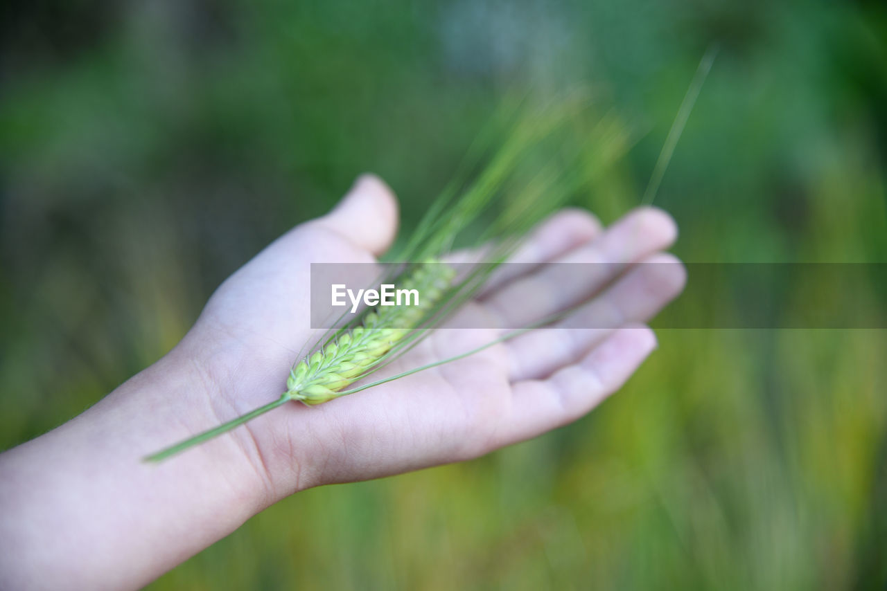 CLOSE-UP OF HAND HOLDING PLANT GROWING IN FIELD