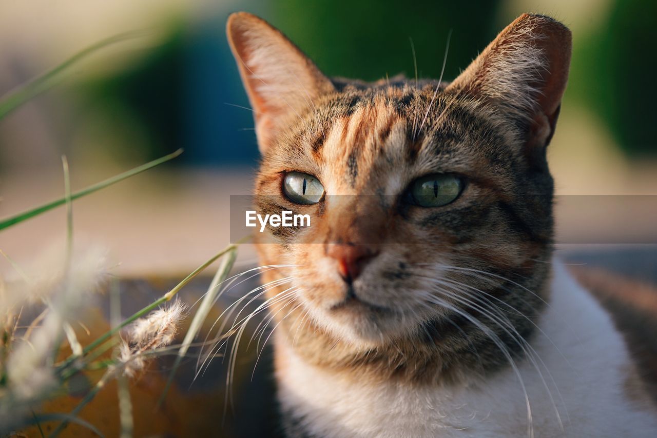 Close-up of cat in sunny day