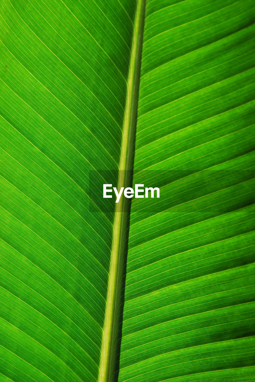 FULL FRAME SHOT OF GREEN LEAVES