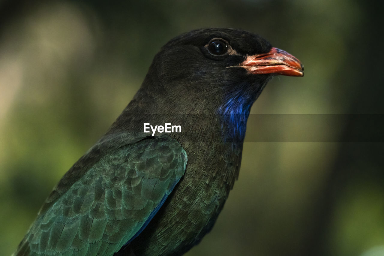 Close up, portrait of a colourful oriental dollarbird