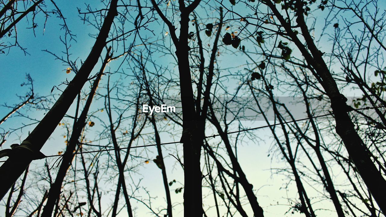 LOW ANGLE VIEW OF BARE TREES AGAINST THE SKY