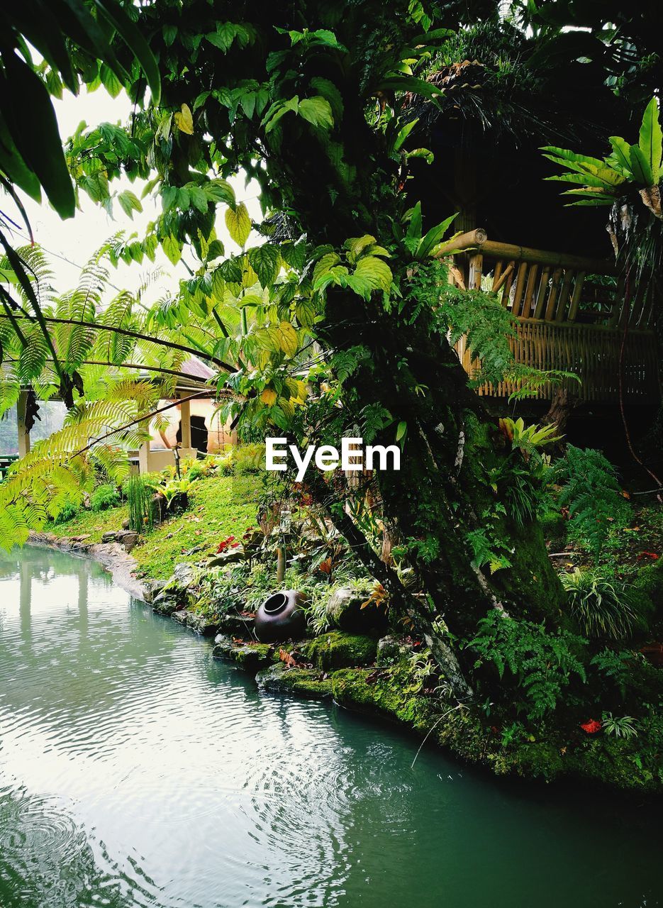 PLANTS BY LAKE AGAINST TREES