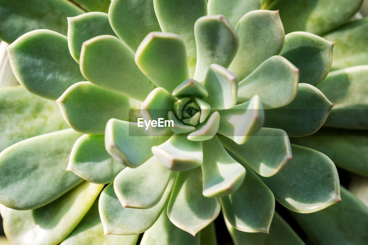 succulent plant, growth, plant, green, beauty in nature, flower, cactus, close-up, nature, no people, full frame, plant part, leaf, agave, backgrounds, day, pattern, freshness, outdoors, botany, flowering plant, high angle view, directly above, inflorescence, thorn