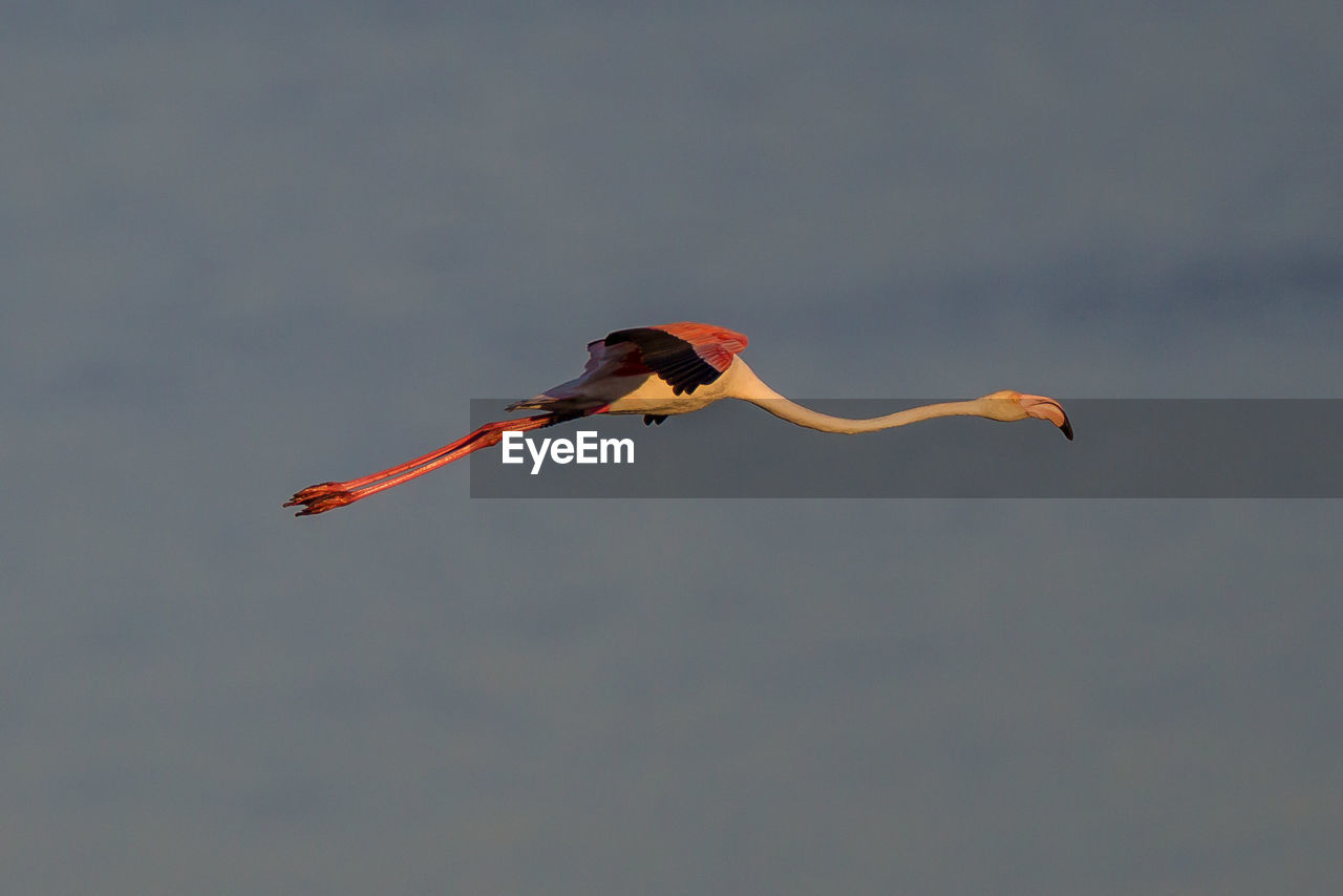 BIRD FLYING OVER THE SEA