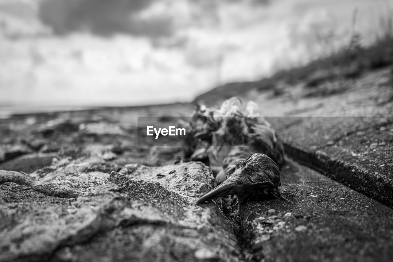 CLOSE-UP OF SNAKE ON ROCK