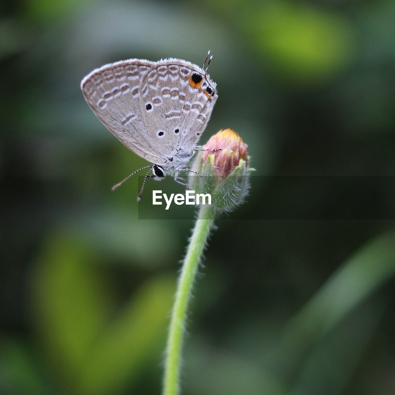 Close-up of butterfly on plant