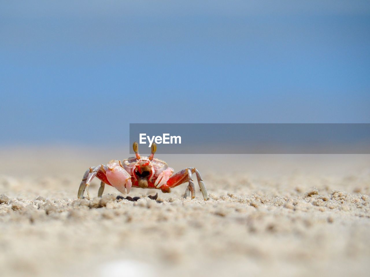 Close-up of crab on sand at beach