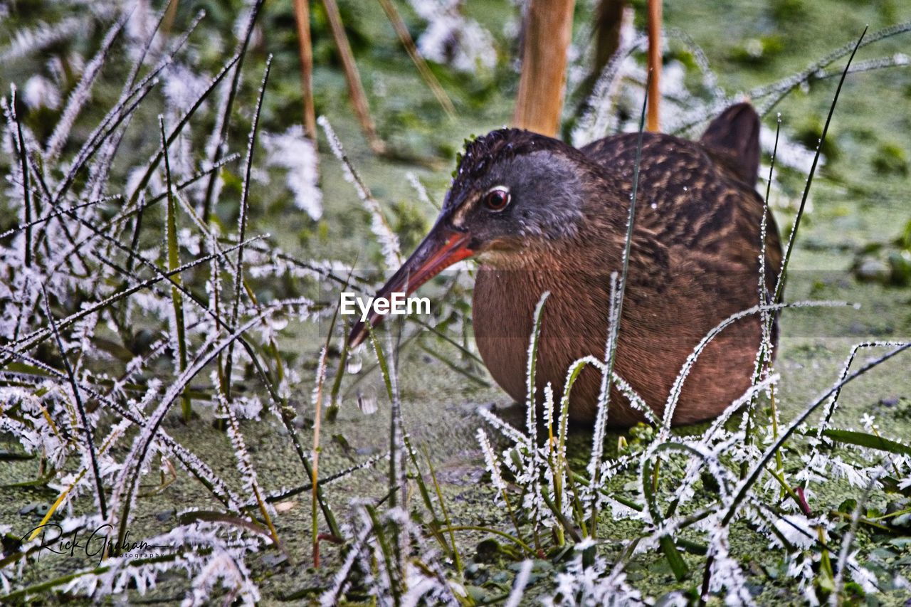 CLOSE-UP OF BIRD EATING OUTDOORS