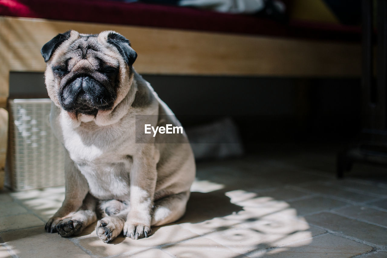 Close-up of dog sitting on floor