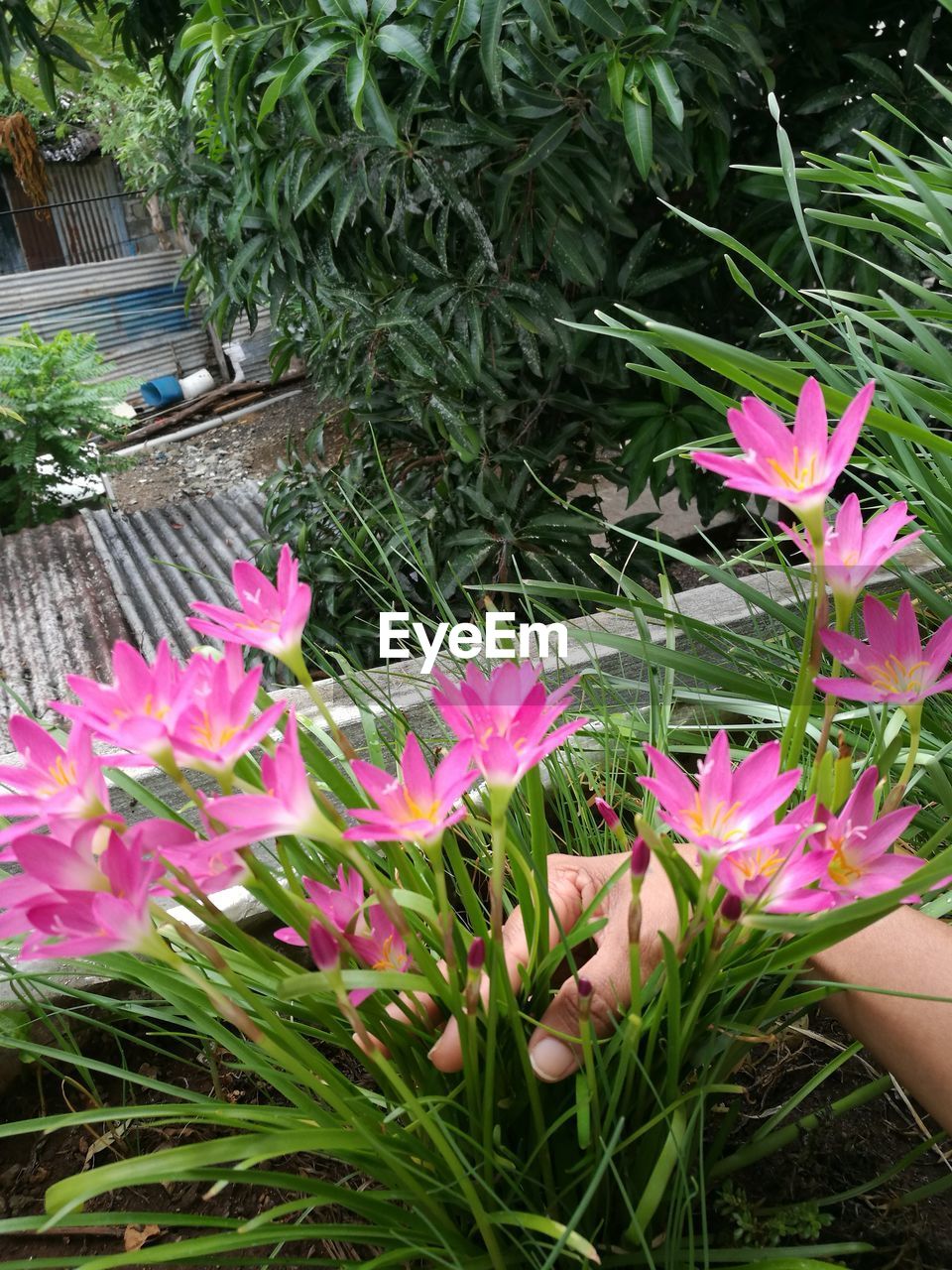 CLOSE-UP OF PINK FLOWERS GROWING IN PLANT