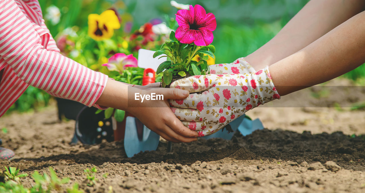 Hands of woman and girl planting flower plant in garden