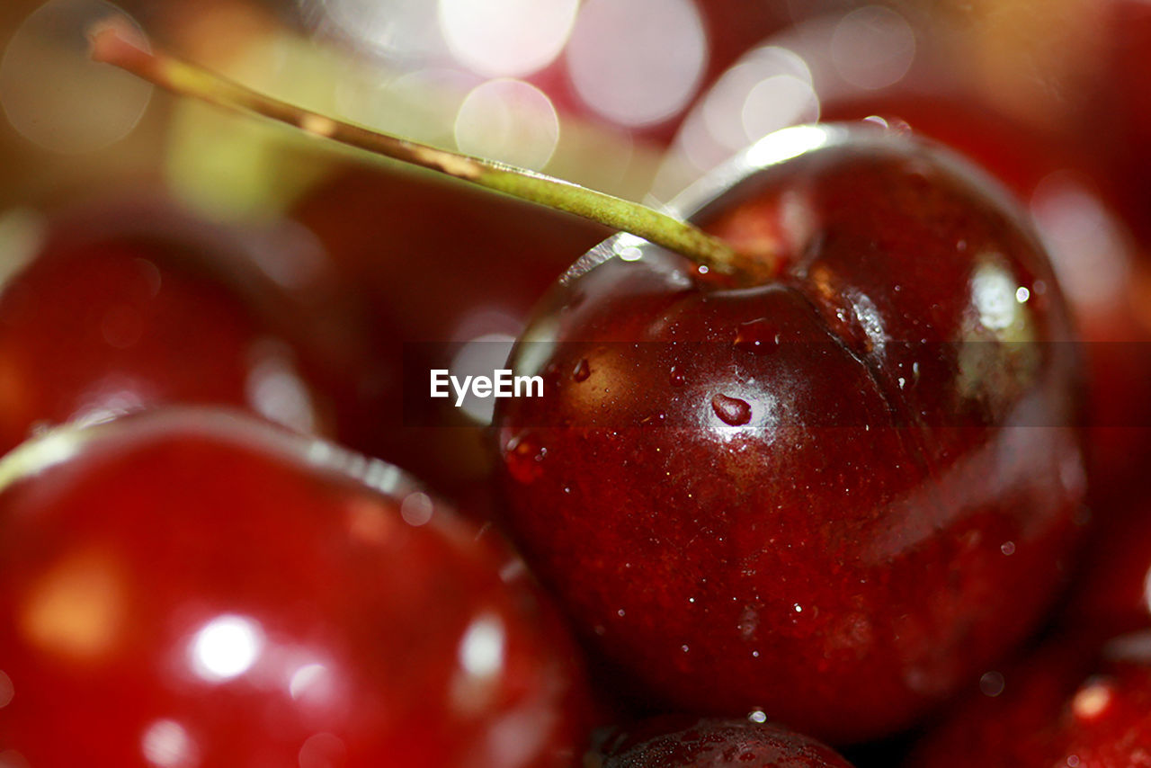 CLOSE-UP OF RED FRUIT