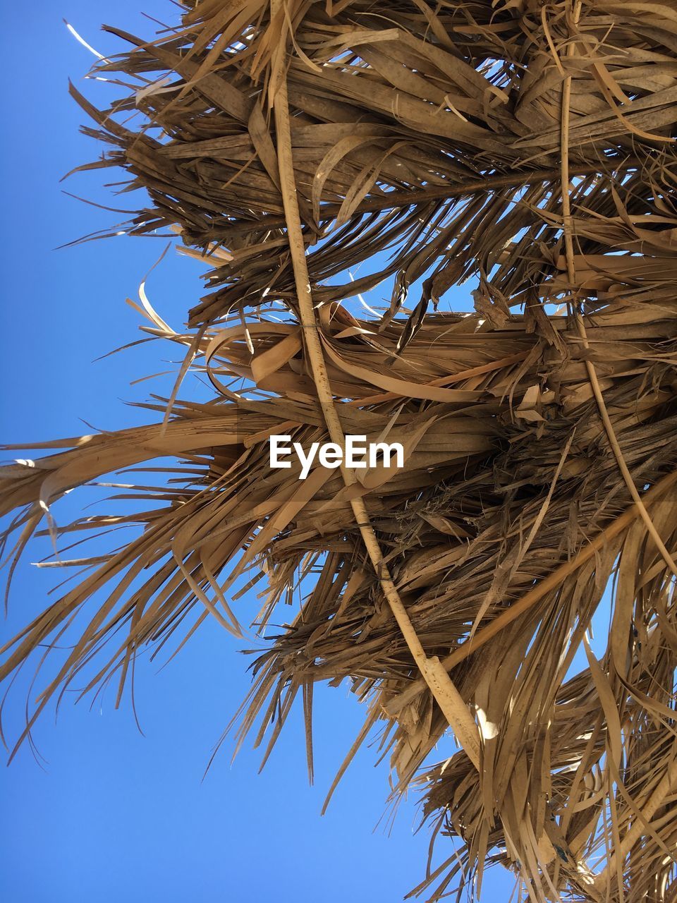 LOW ANGLE VIEW OF PALM TREES AGAINST CLEAR SKY