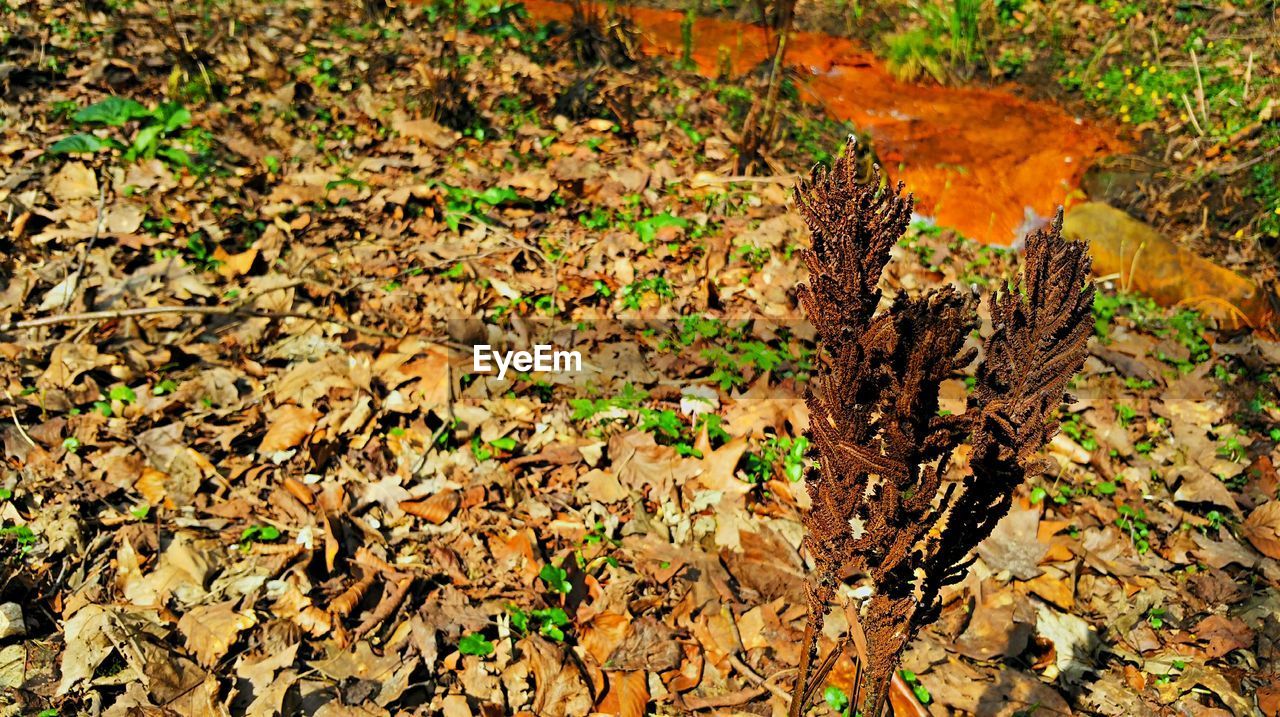 LEAVES ON GROUND