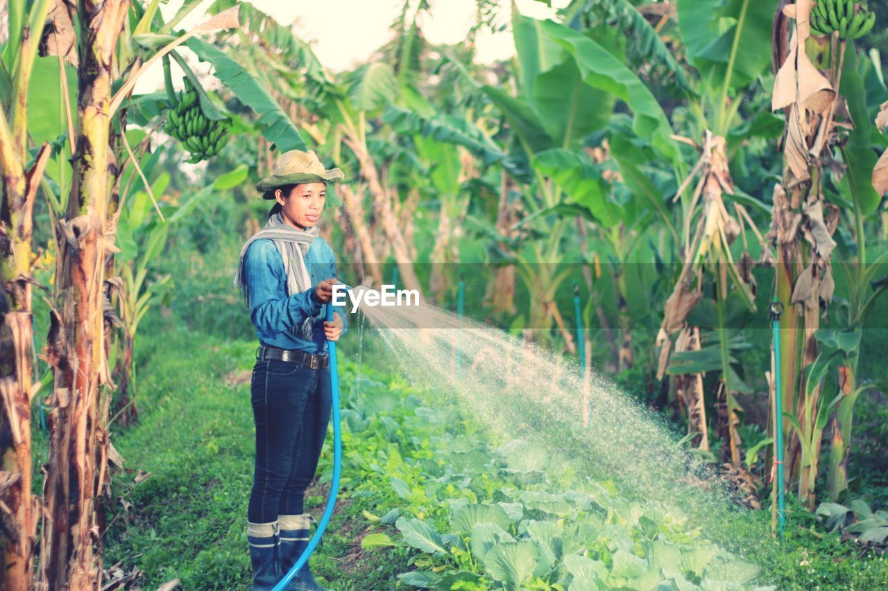 Female farmer watering banana trees in farm