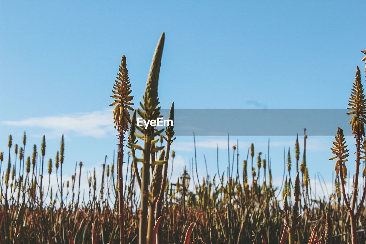 Close-up of plants on field against clear sky