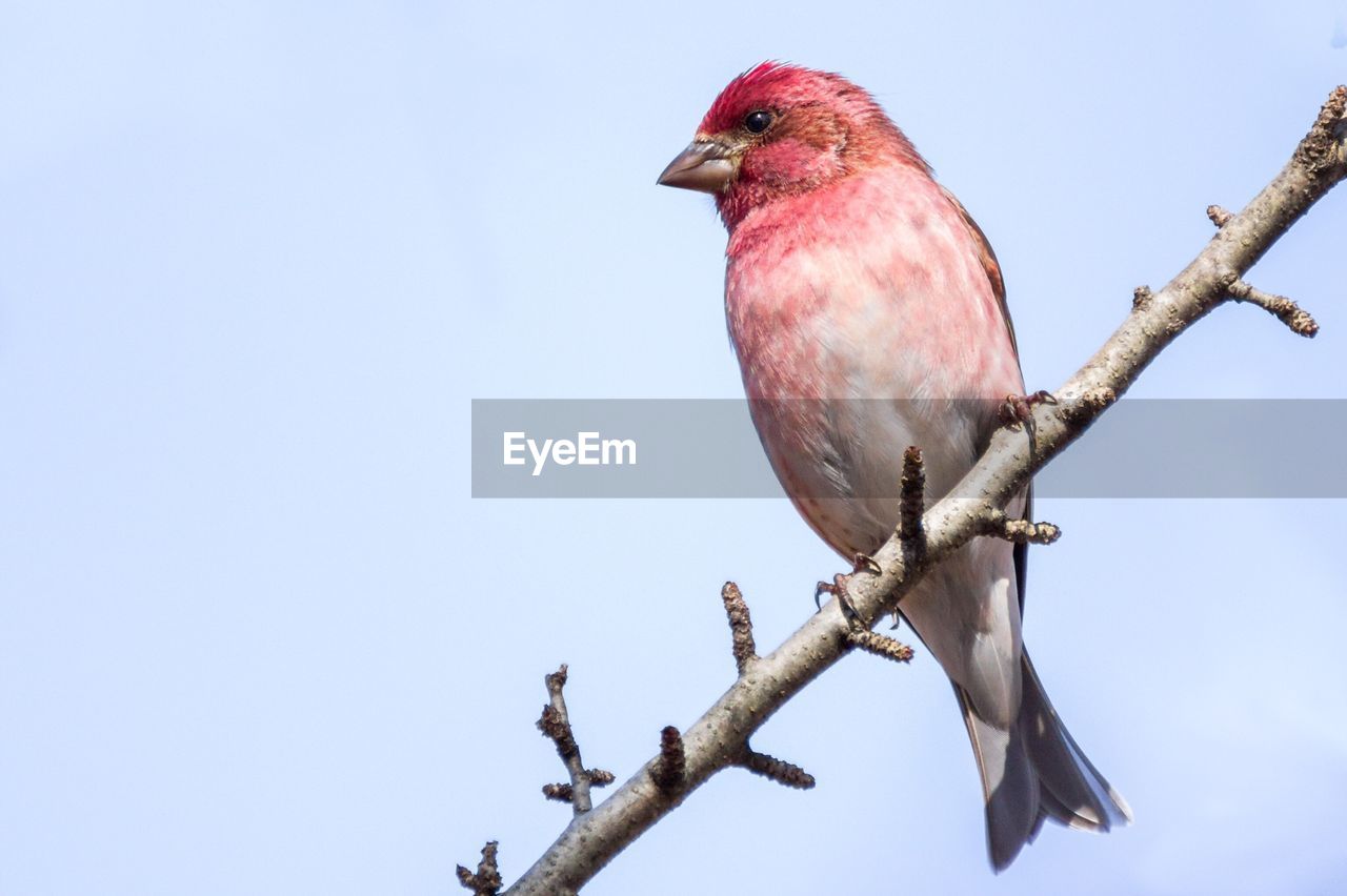 Bird on branch against sky