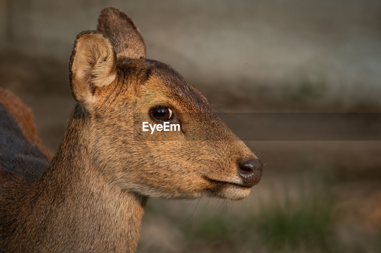 Natural deer in thung kramang wildlife sanctuary, chaiyaphum province, thailand