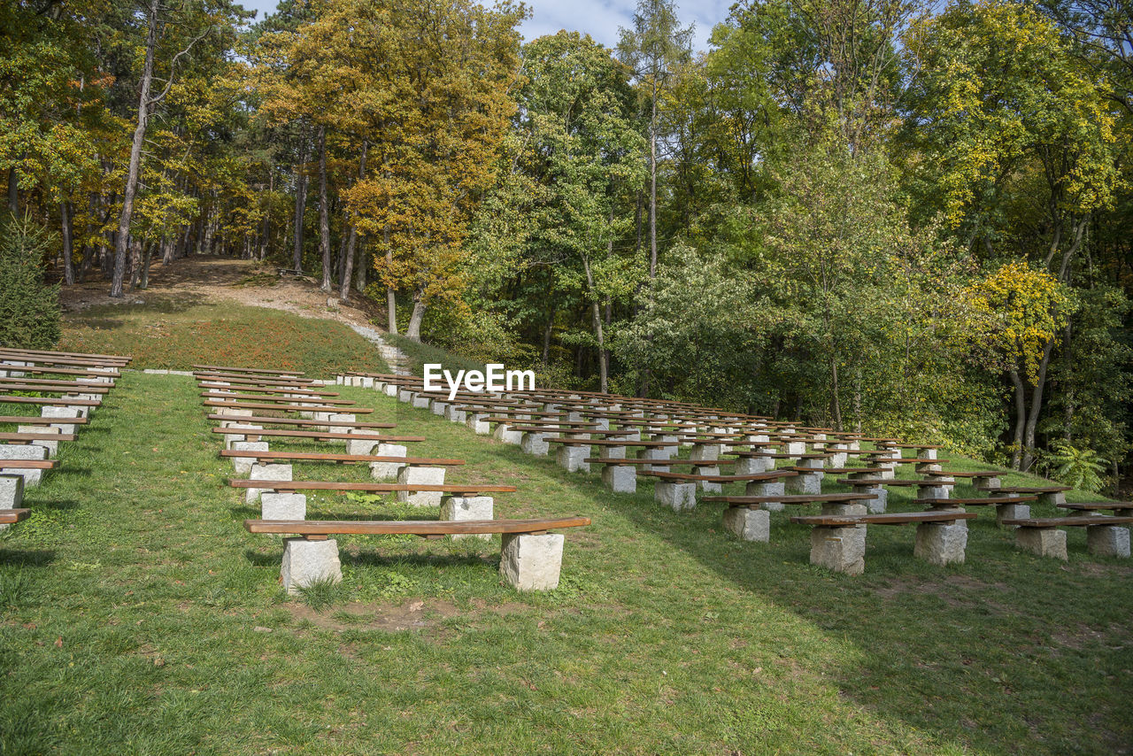 TREES GROWING ON CEMETERY