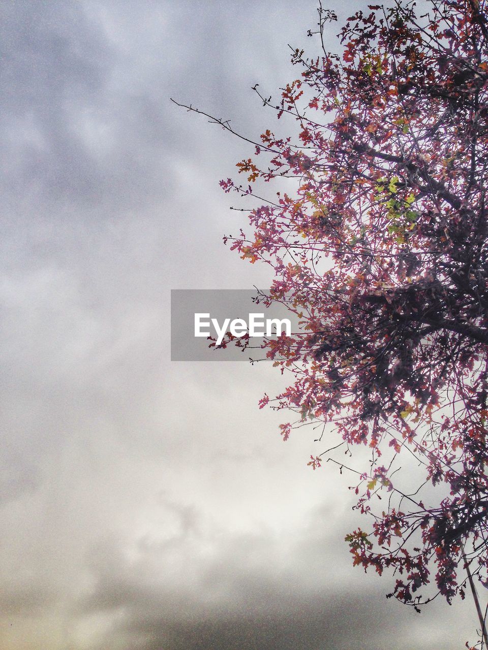 Low angle view of tree against cloudy sky