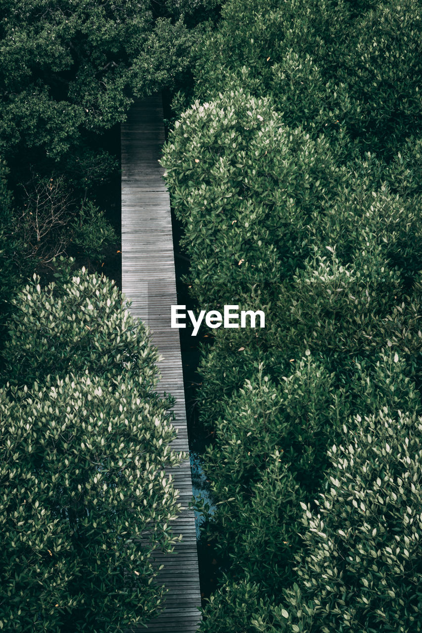 High angle view of footbridge amidst trees