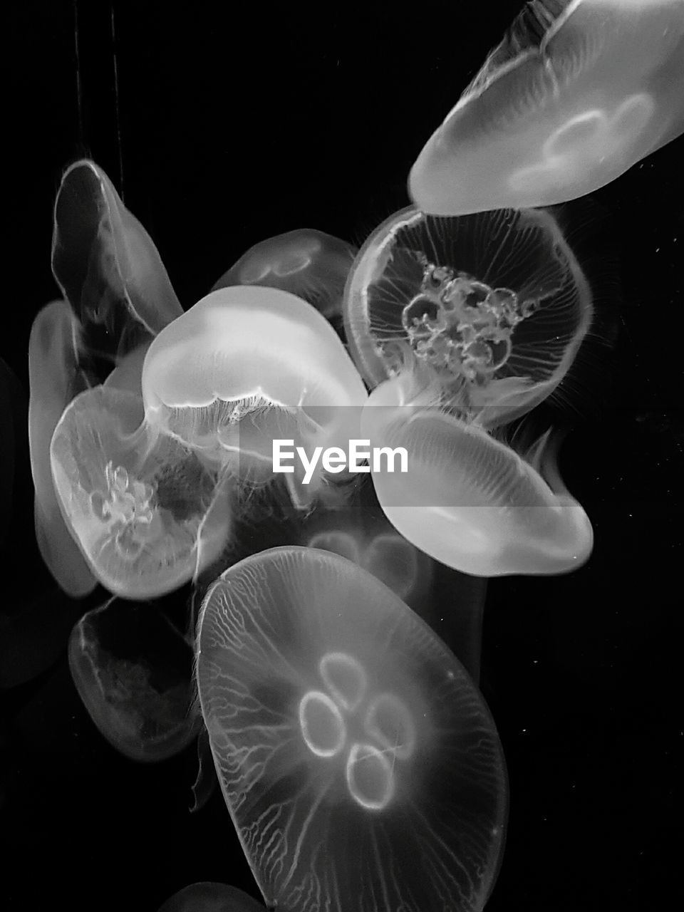 CLOSE-UP OF JELLYFISH AGAINST BLUE BACKGROUND