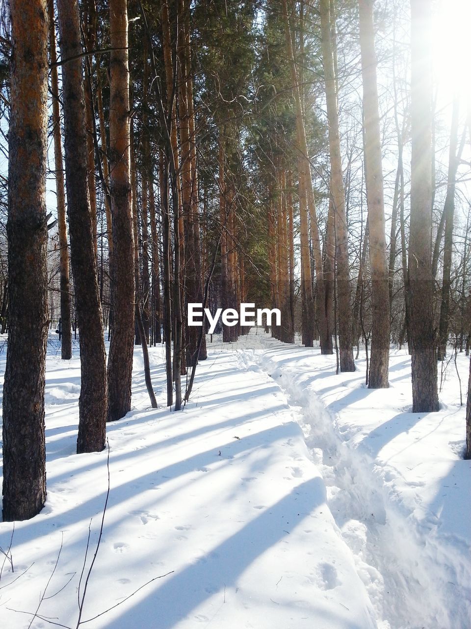 Snow covered trees in forest