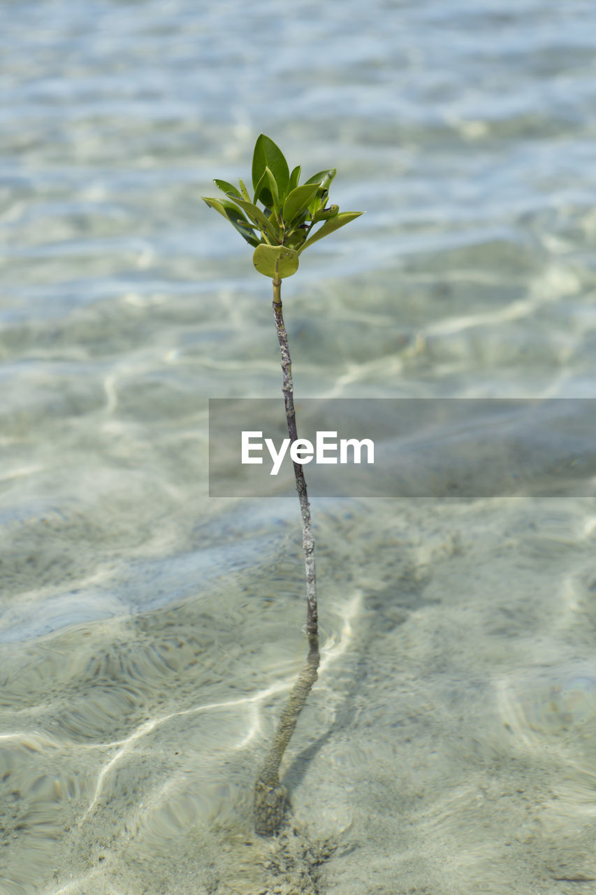 Close-up of plant on beach