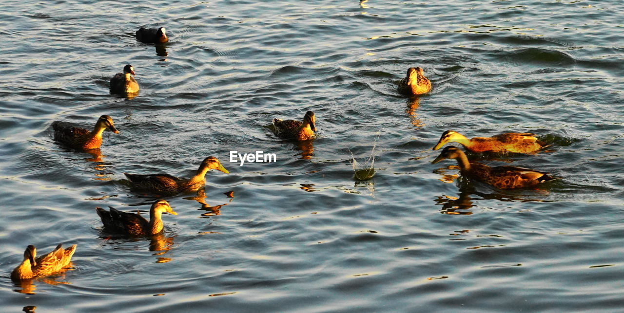 HIGH ANGLE VIEW OF BIRDS IN LAKE