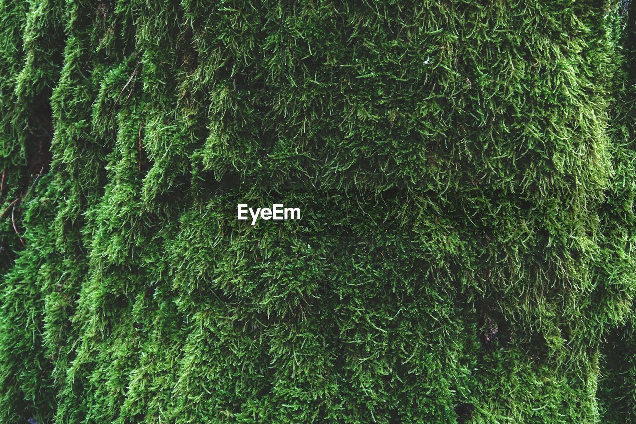 Full frame shot of moss growing on oak tree trunk