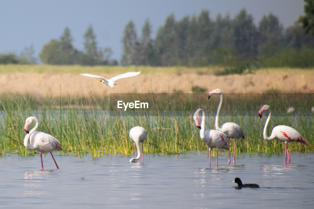 BIRDS FLYING OVER LAKE