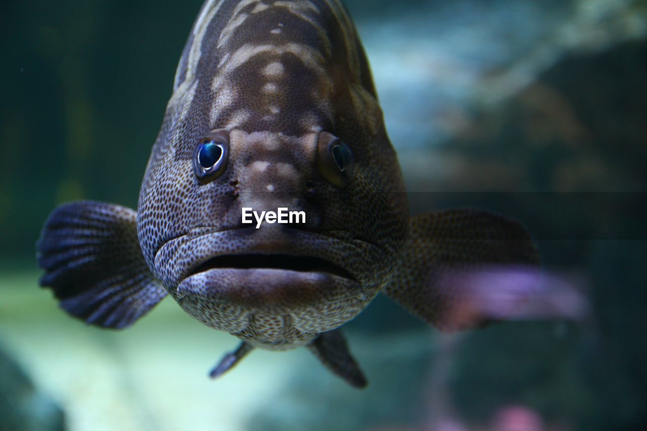 Close-up of portrait of fish swimming in tank at aquarium