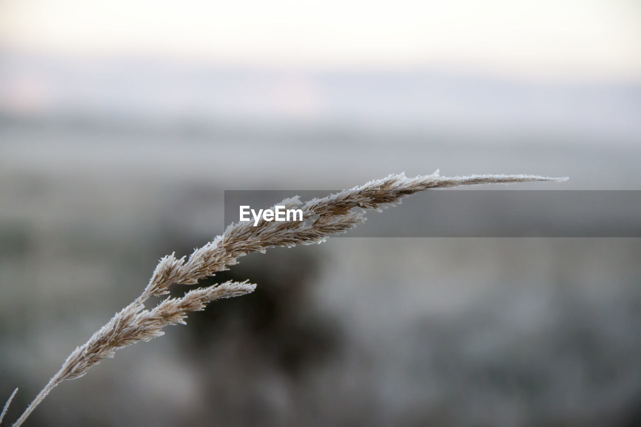 Close-up of frozen plant on land