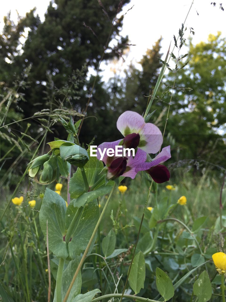 CLOSE-UP OF FLOWERS BLOOMING