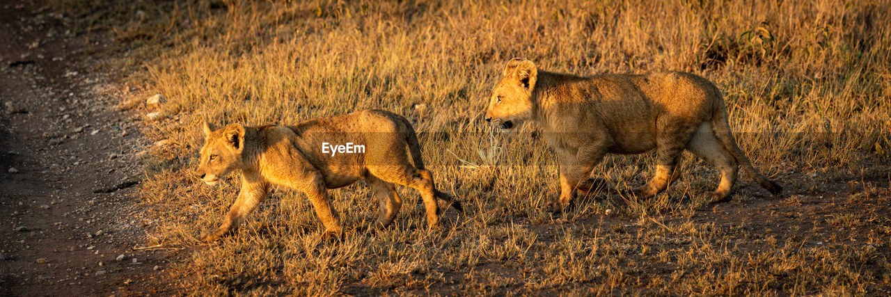 Panorama of lion cubs crossing dirt track