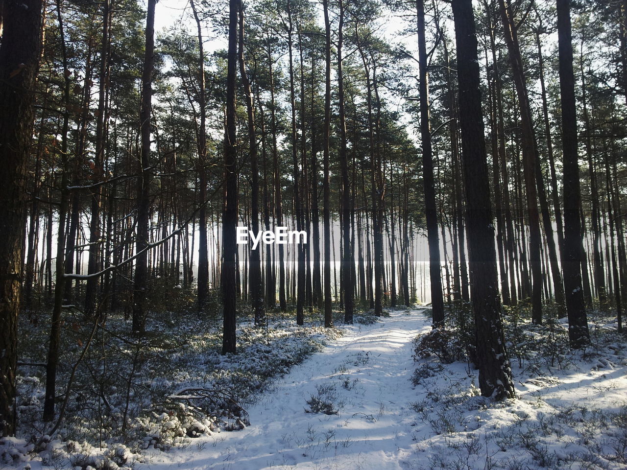 Snow covered footpath amidst trees during winter