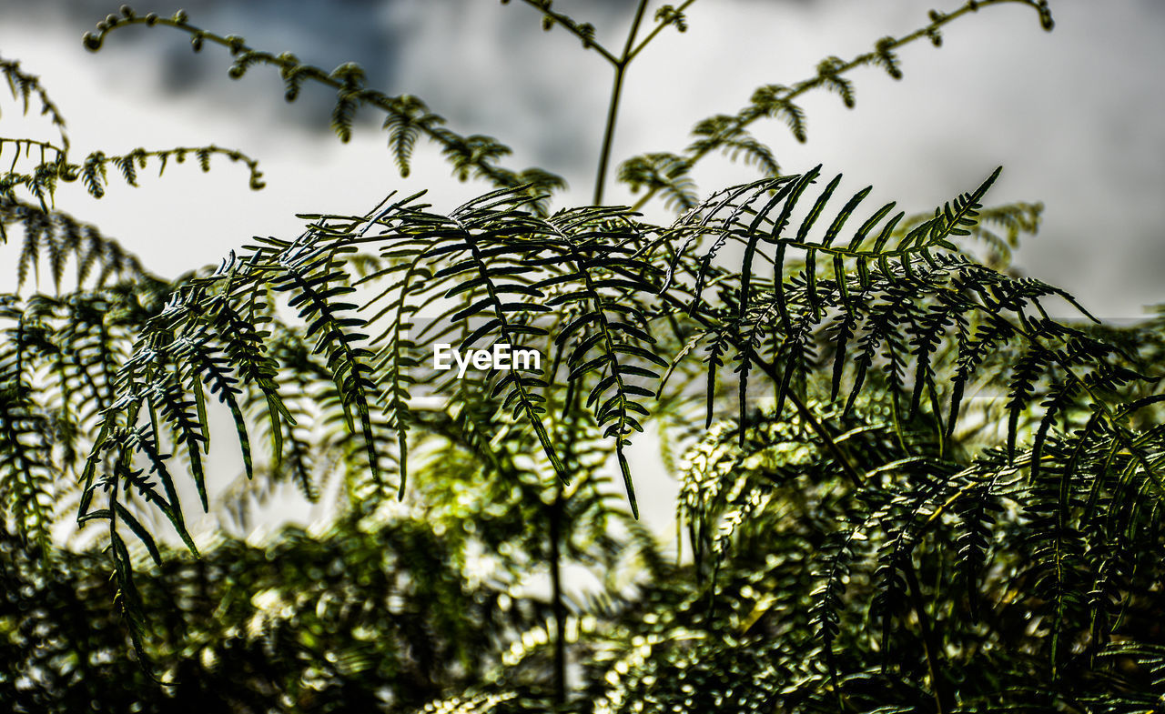 Low angle view of tree leaves against sky