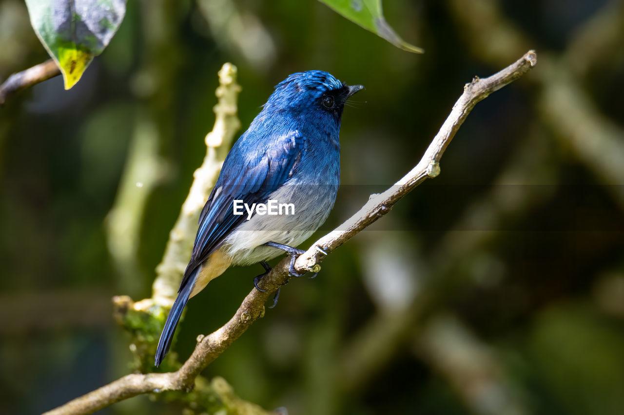 CLOSE-UP OF A BIRD PERCHING ON TWIG