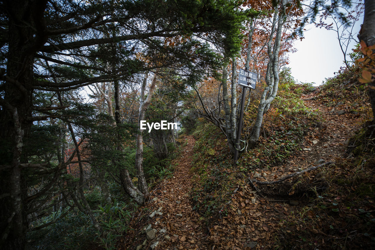 TREES IN FOREST DURING AUTUMN