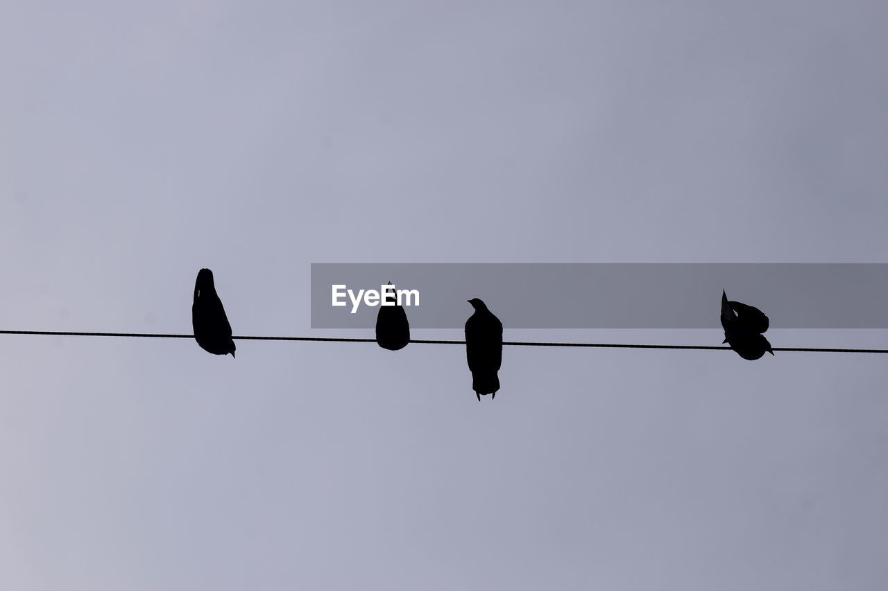 LOW ANGLE VIEW OF SILHOUETTE BIRDS PERCHING ON CABLE