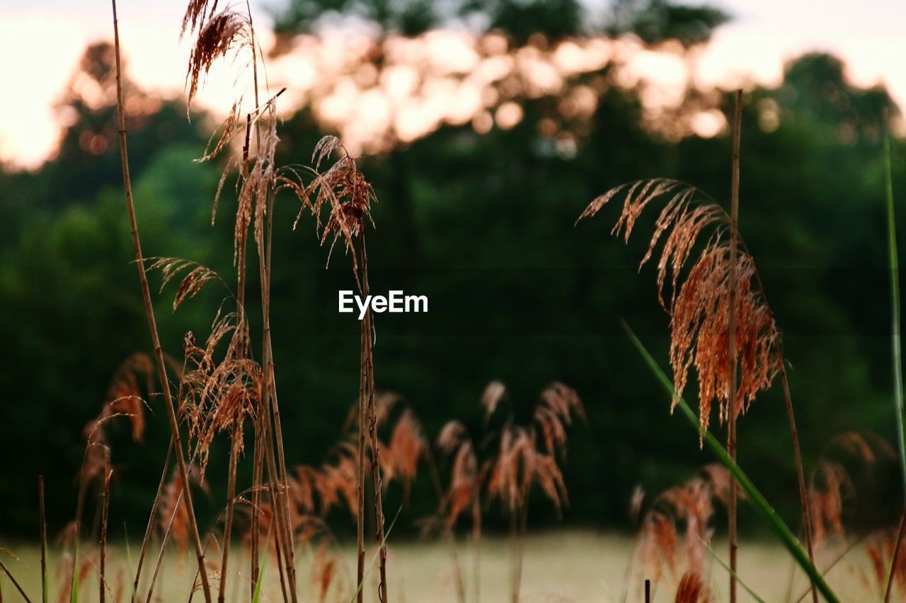 Close-up of plant against blurred background