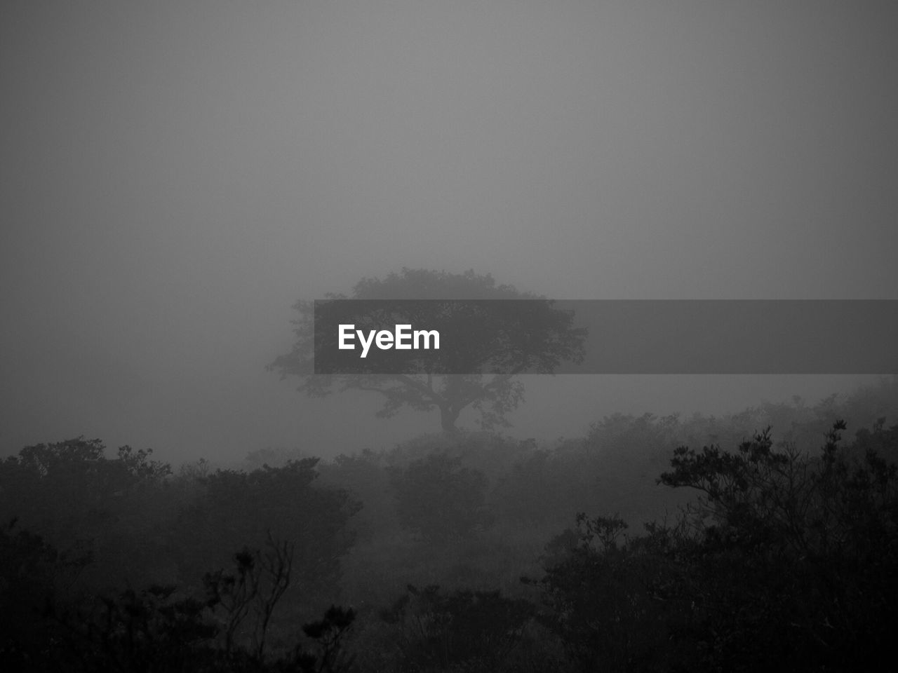 LOW ANGLE VIEW OF TREES AGAINST SKY